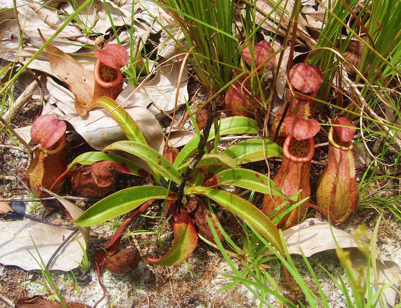 Nepenthes andamana