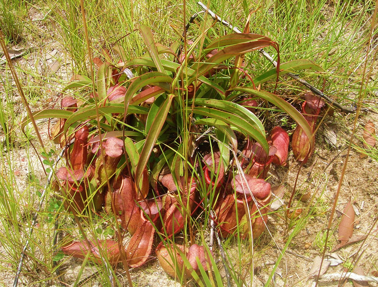 Nepenthes andamana — the habitat