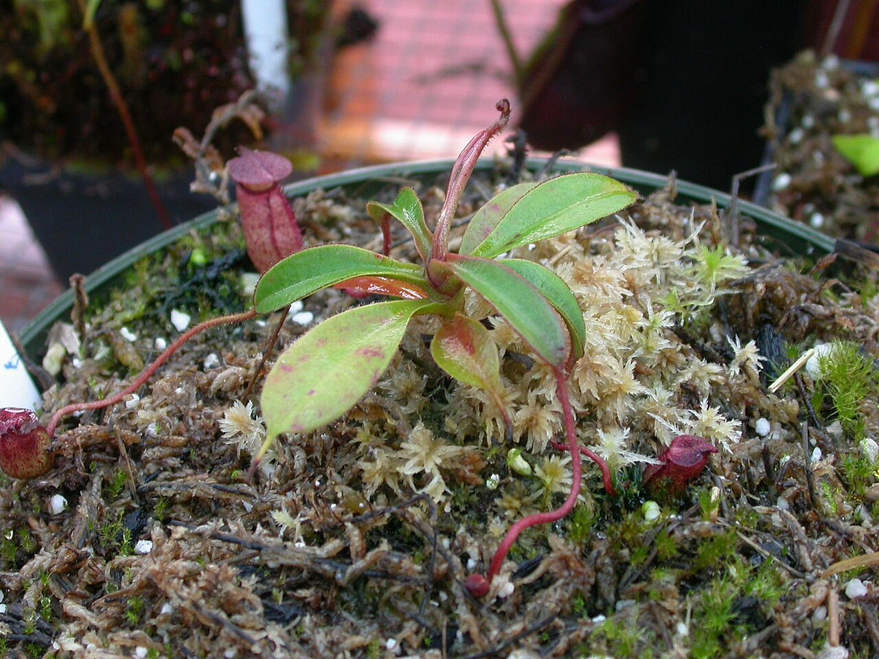 Nepenthes argentii