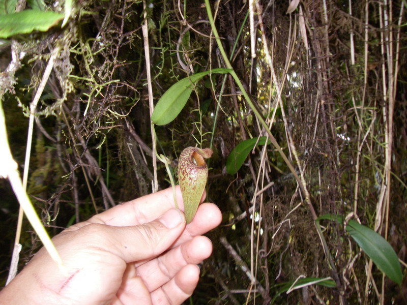 Nepenthes aristolochioides — the habitat