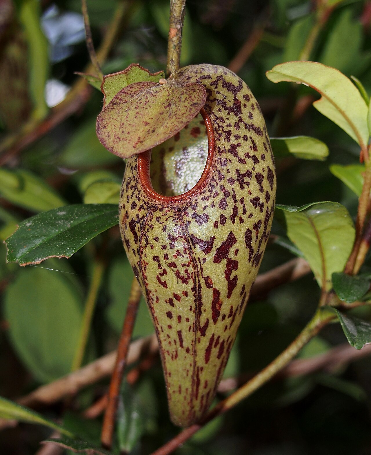 Nepenthes aristolochioides — the trap in close-up