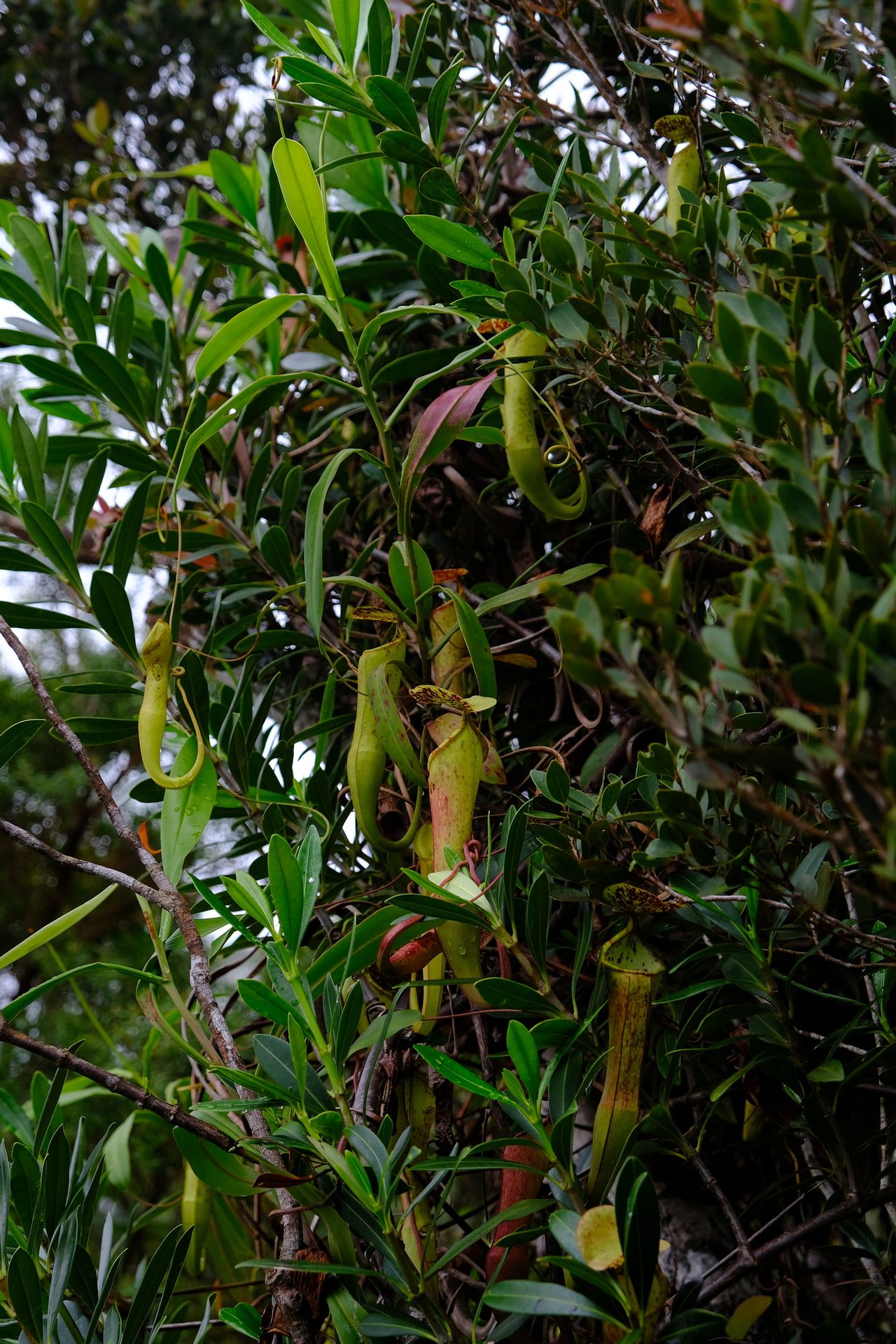 Nepenthes armin