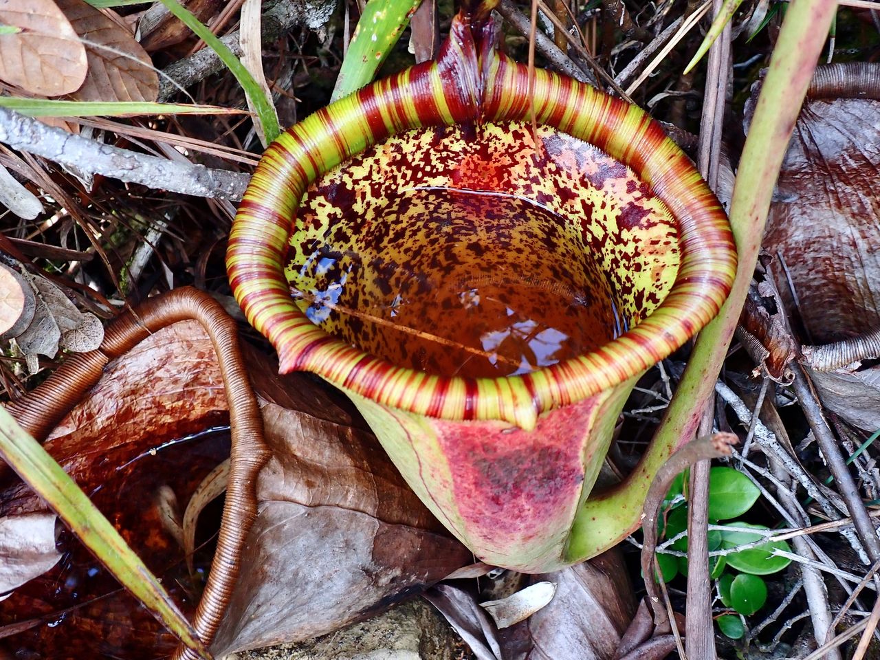Nepenthes attenboroughii