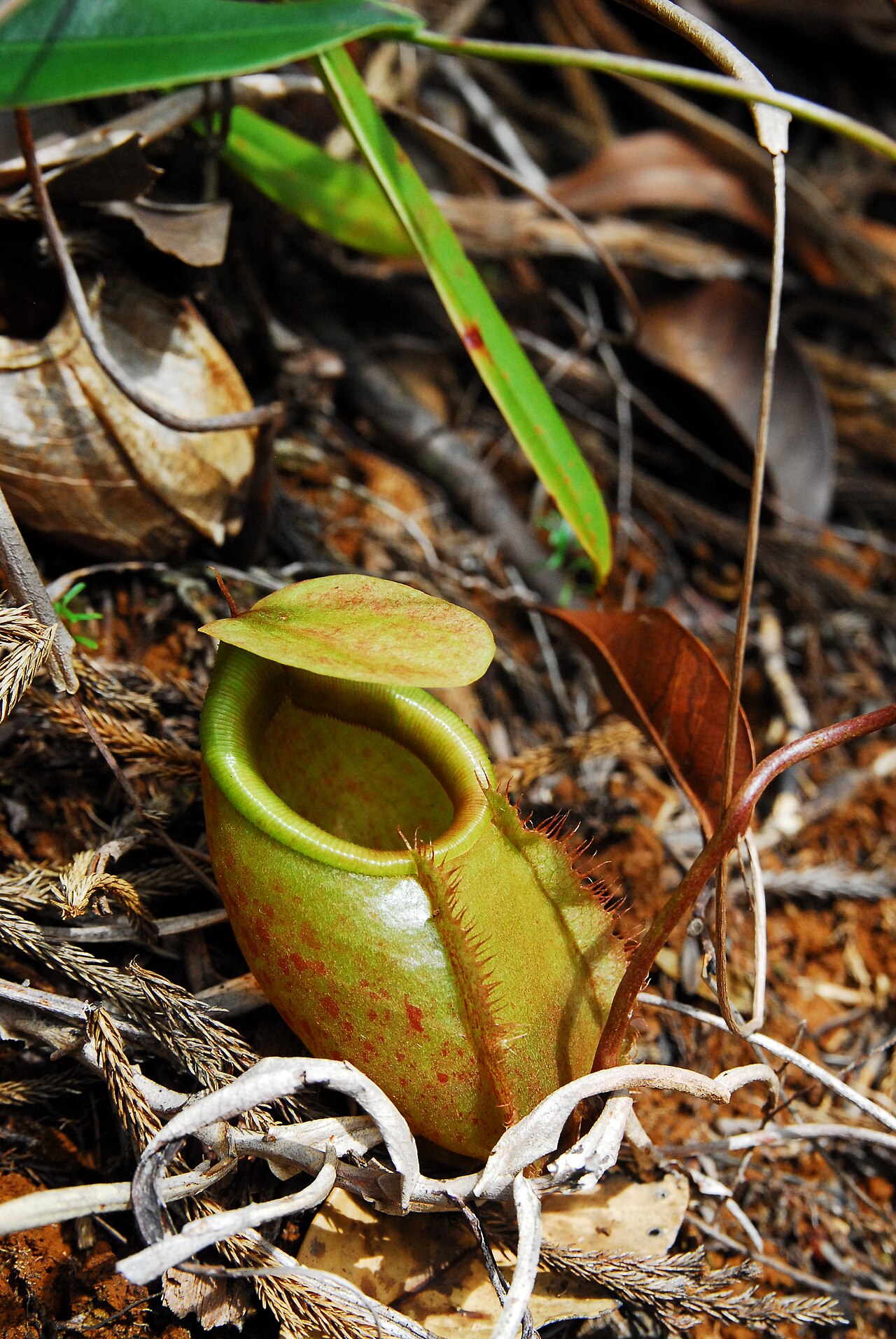 Nepenthes bellii