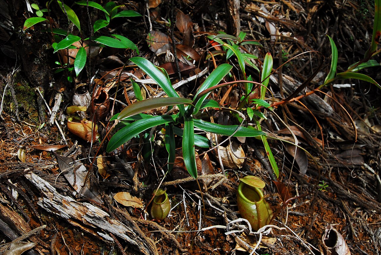 Nepenthes bellii — the habitat