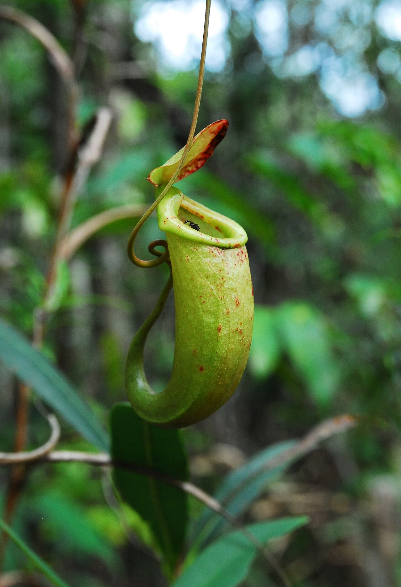 Nepenthes bellii — the trap in close-up