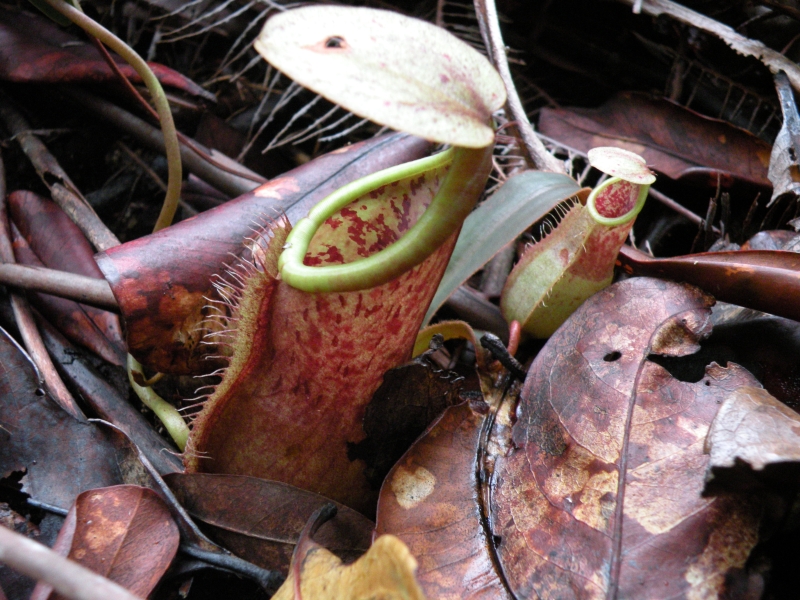 Nepenthes benstonei
