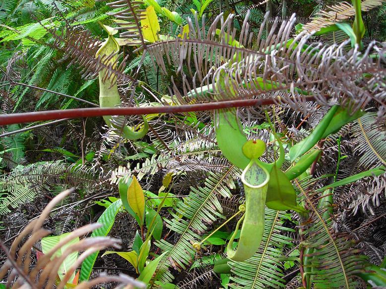 Nepenthes benstonei — the habitat
