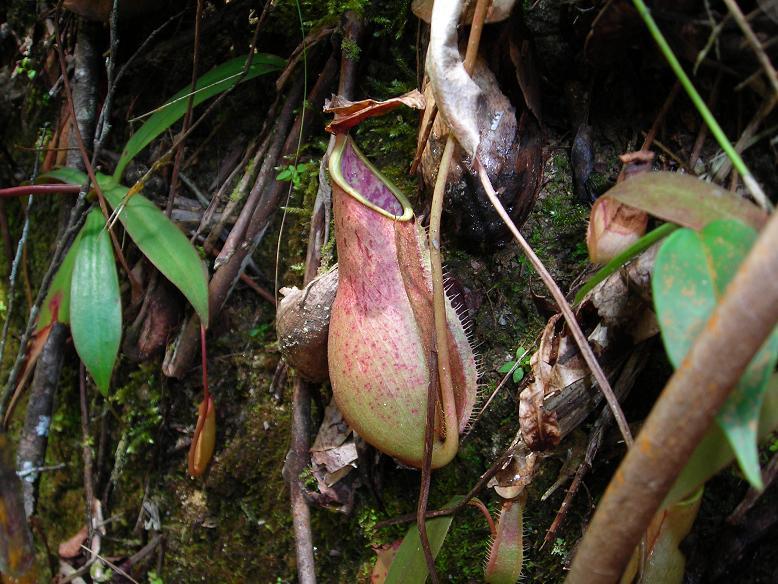 Nepenthes benstonei — the trap in close-up