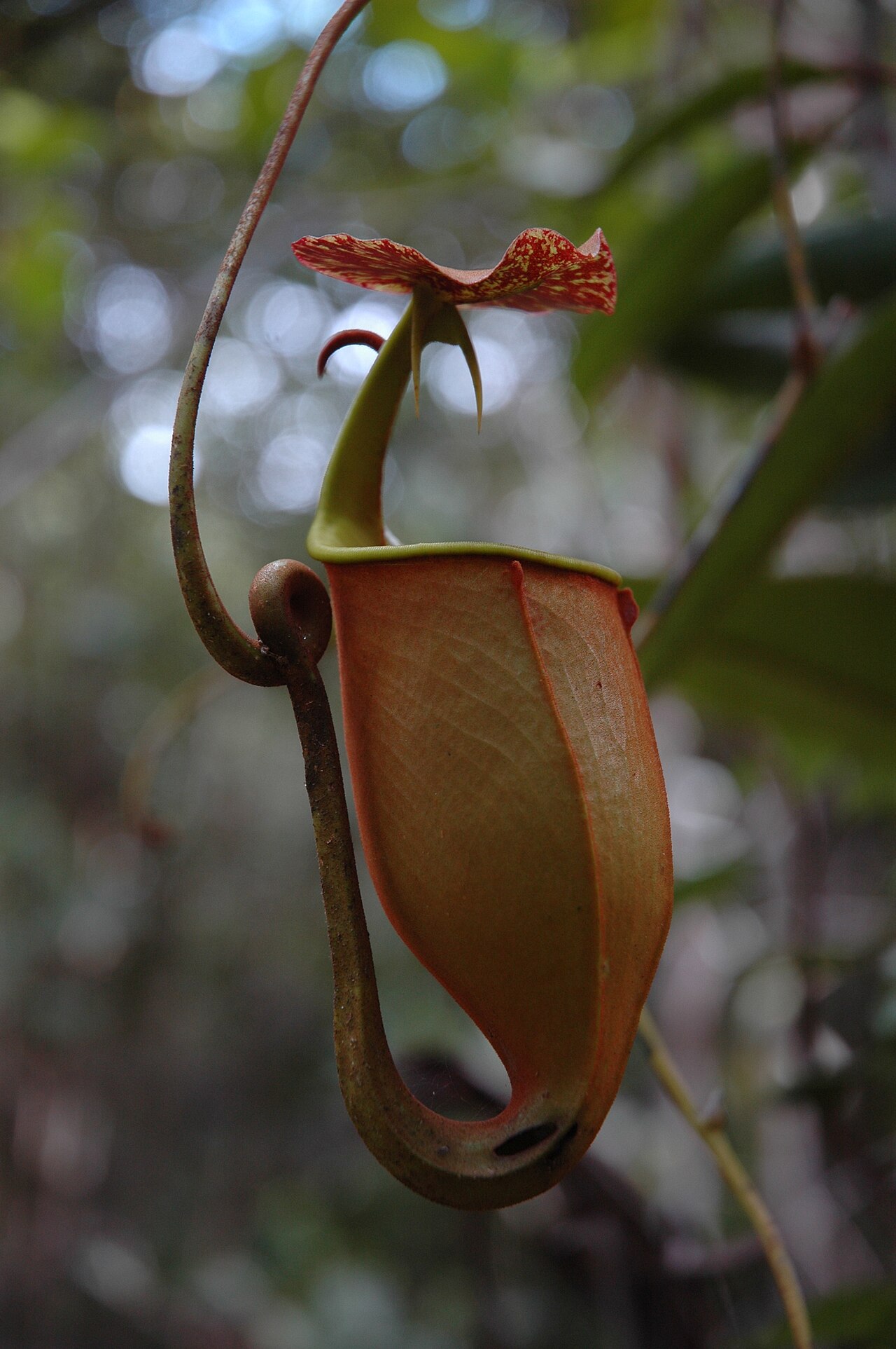 Nepenthes bicalcarata