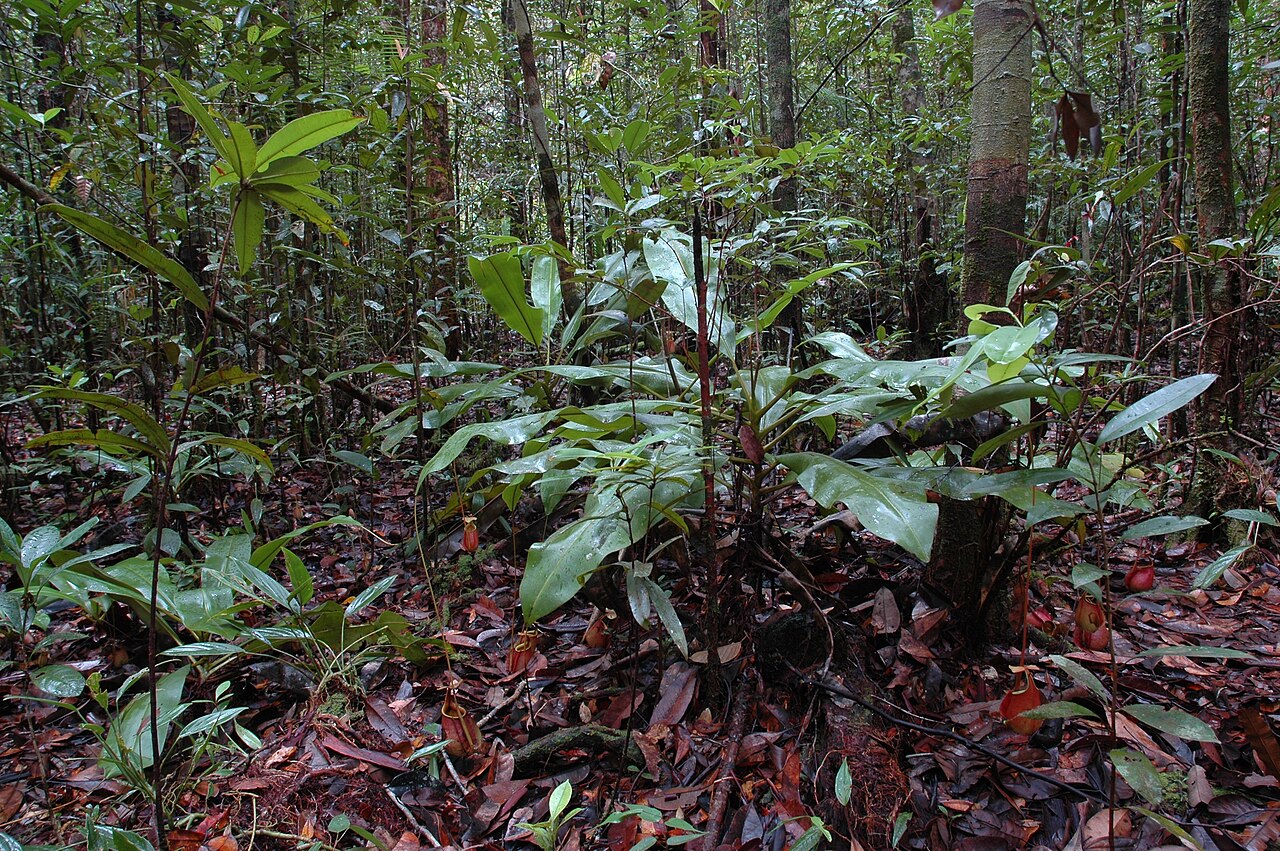 Nepenthes bicalcarata — the habitat