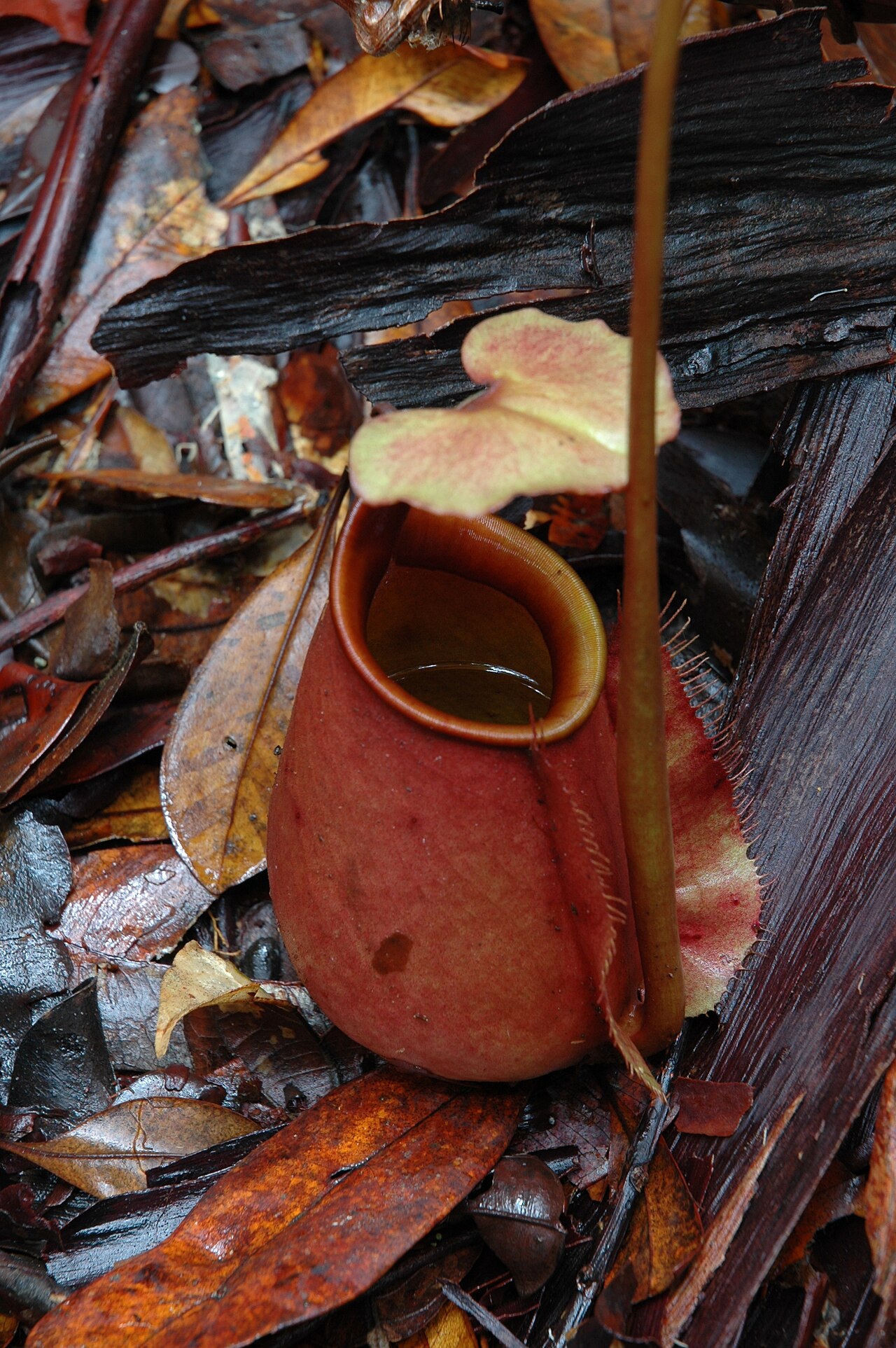 Nepenthes bicalcarata — the trap in close-up