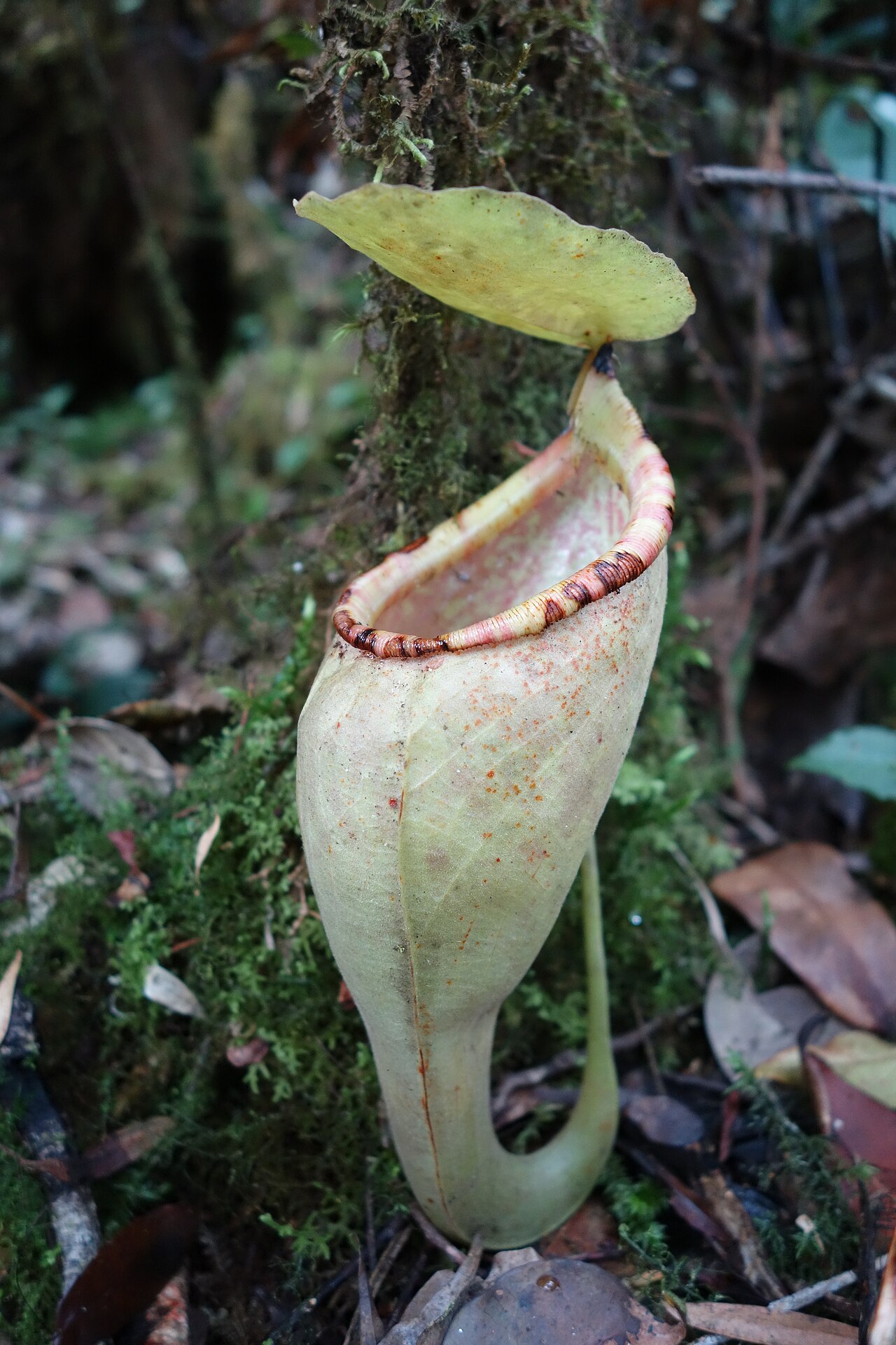 Nepenthes bongso