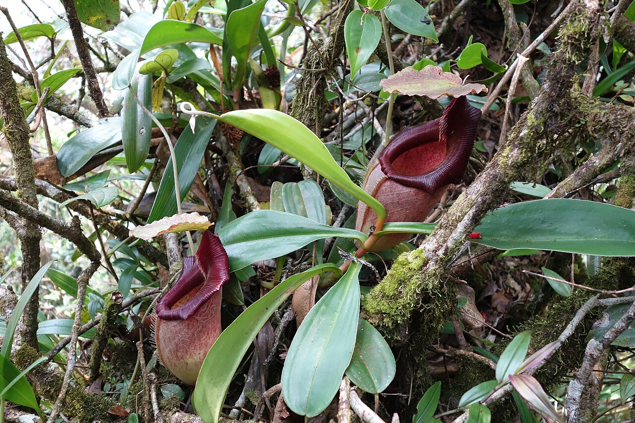 Nepenthes bongso — de standplaats