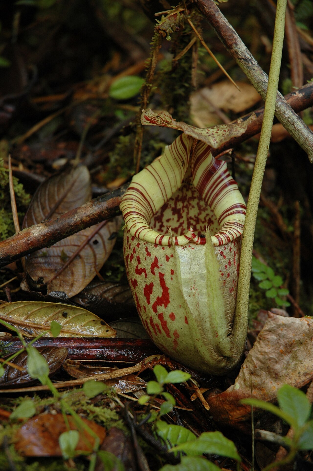 Nepenthes burbidgeae — la trampa de cerca