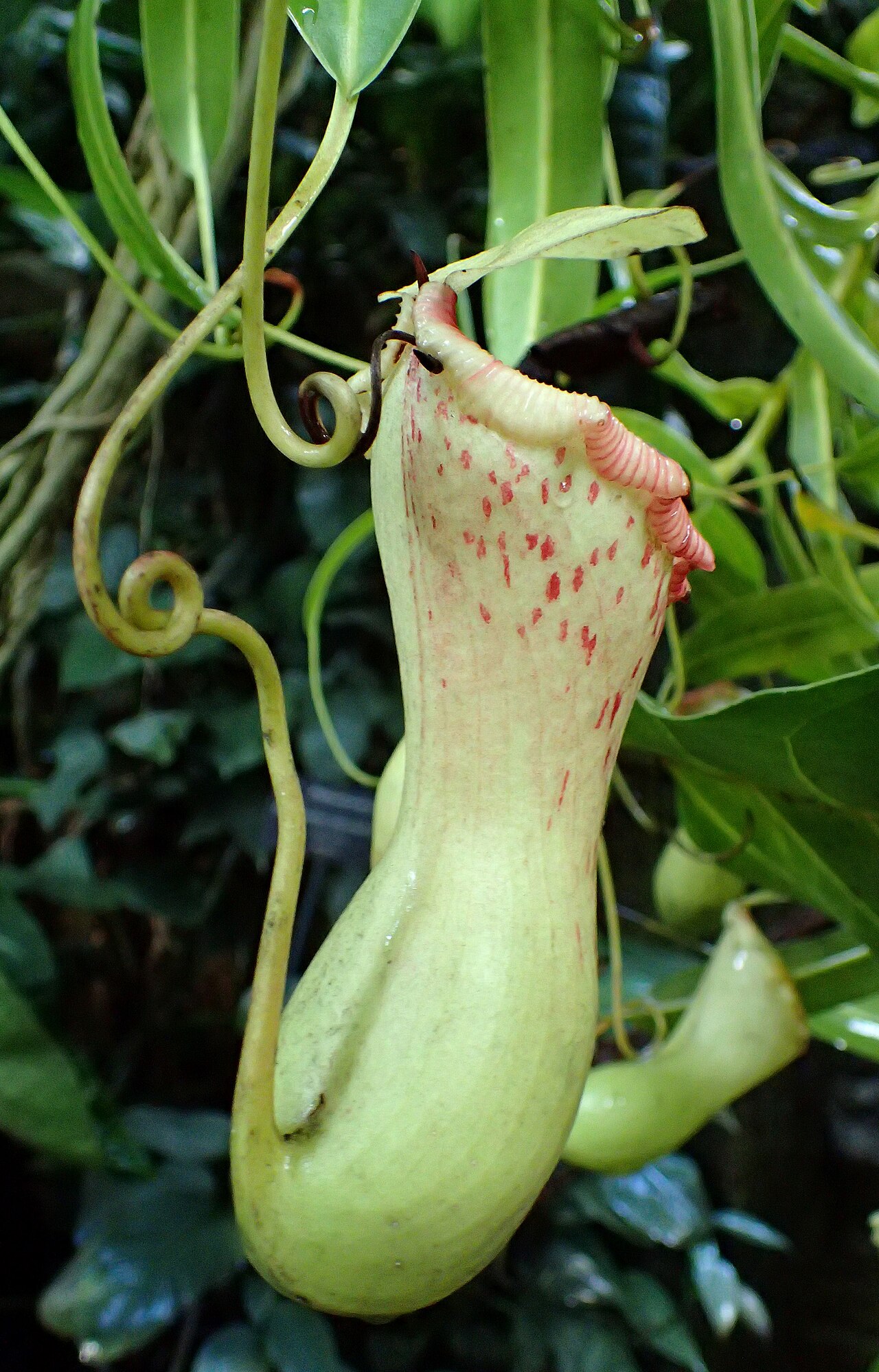 Nepenthes burkei — la trampa de cerca