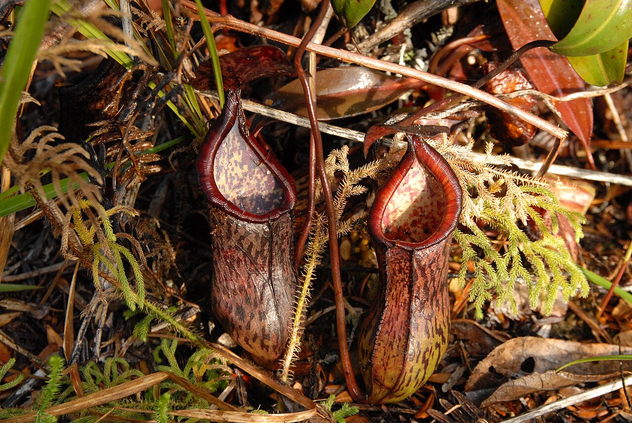 Nepenthes ceciliae — la trampa de cerca