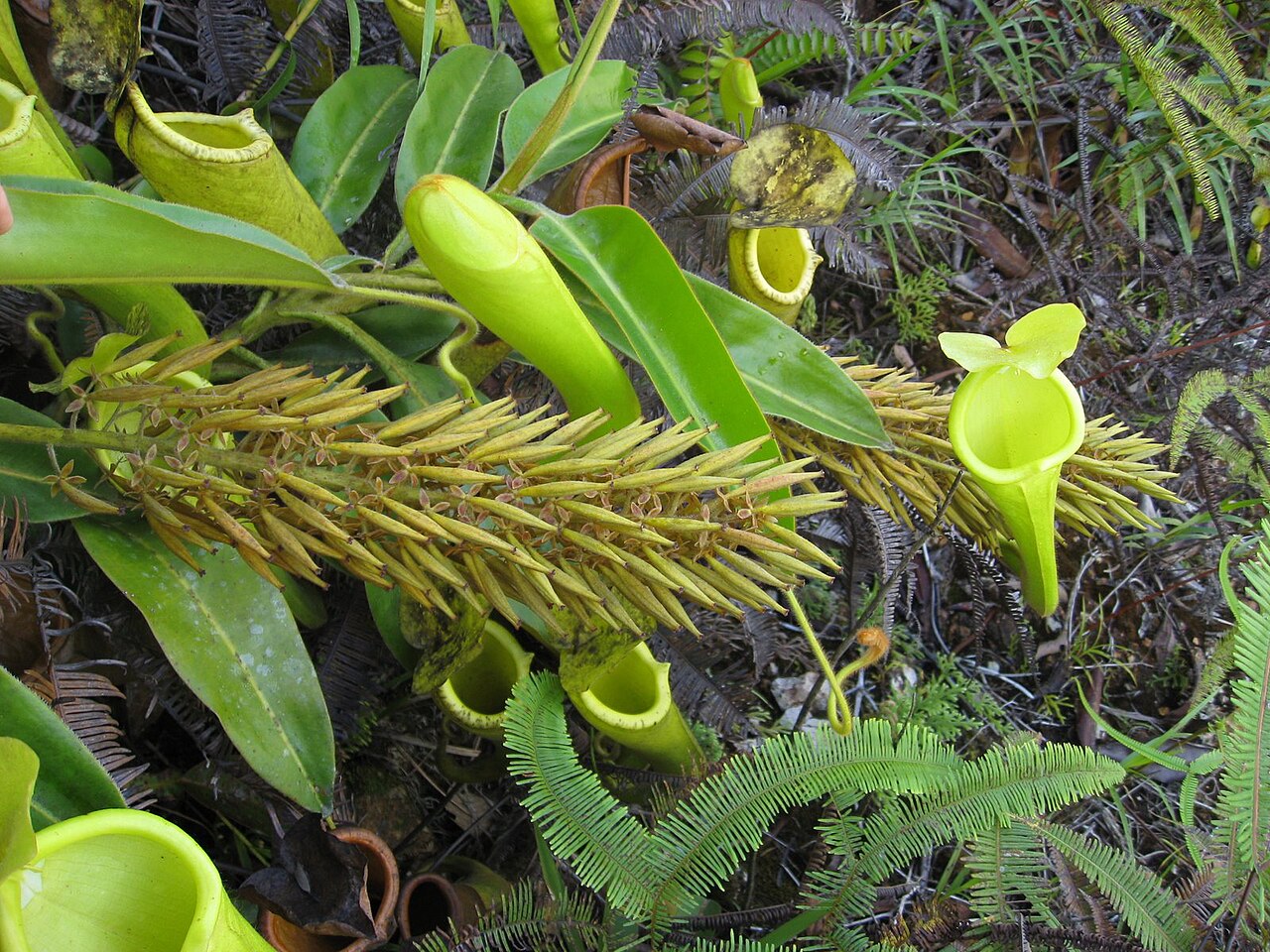 Nepenthes chaniana