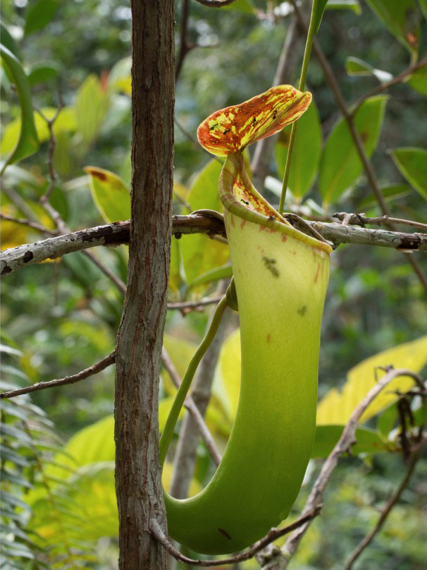 Nepenthes cornuta
