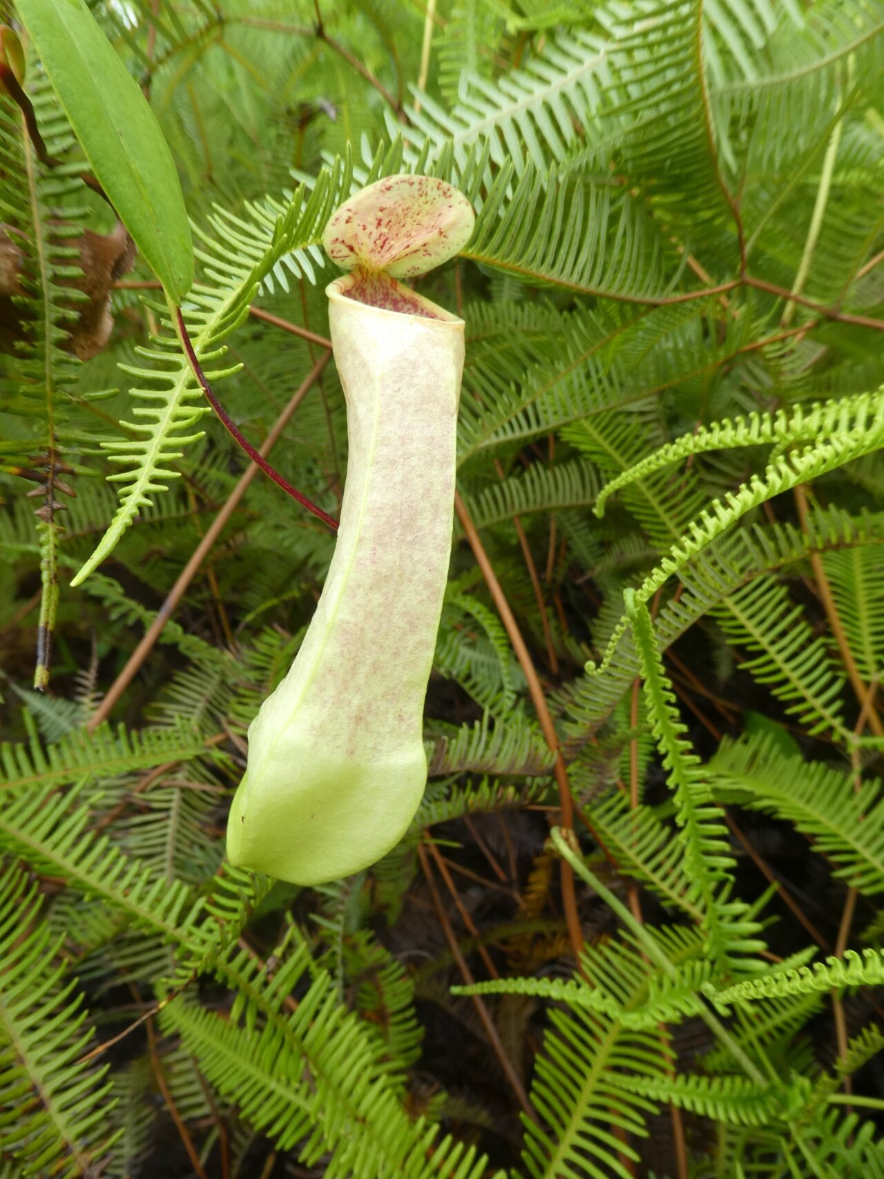 Nepenthes danseri — de val van dichtbij