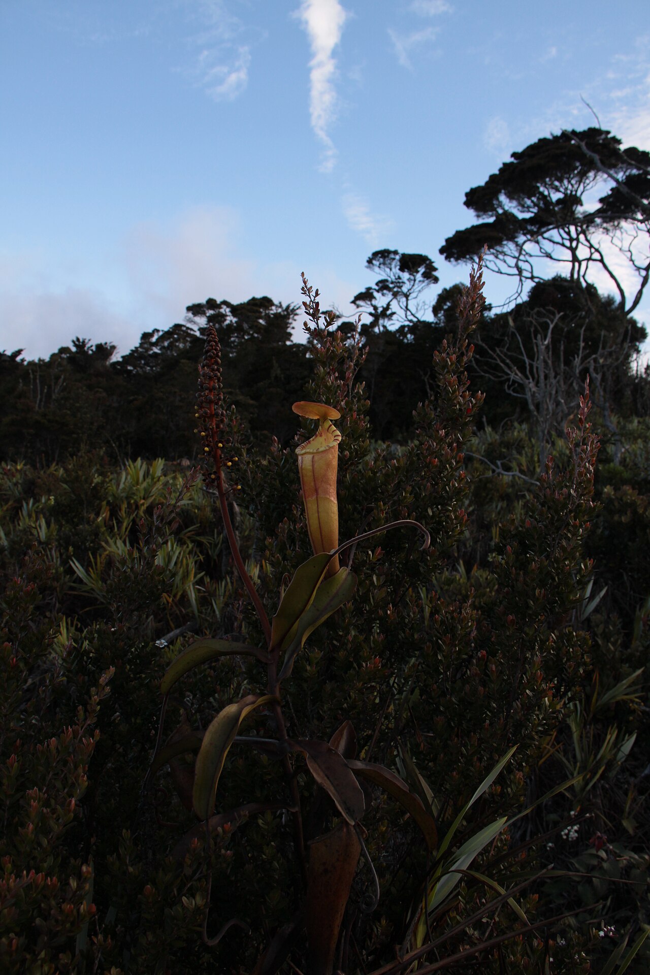Nepenthes densiflora — the habitat