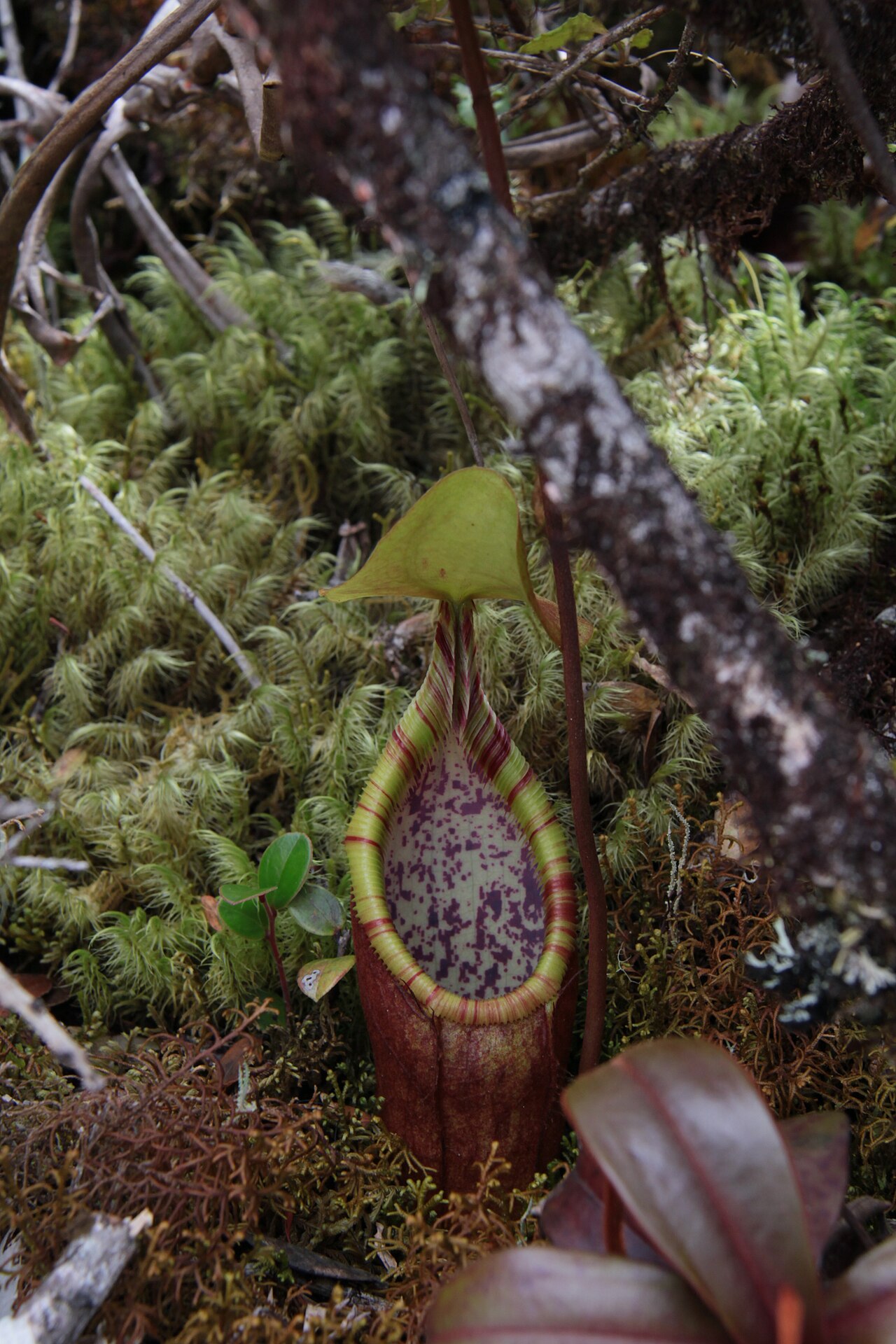 Nepenthes densiflora — the trap in close-up