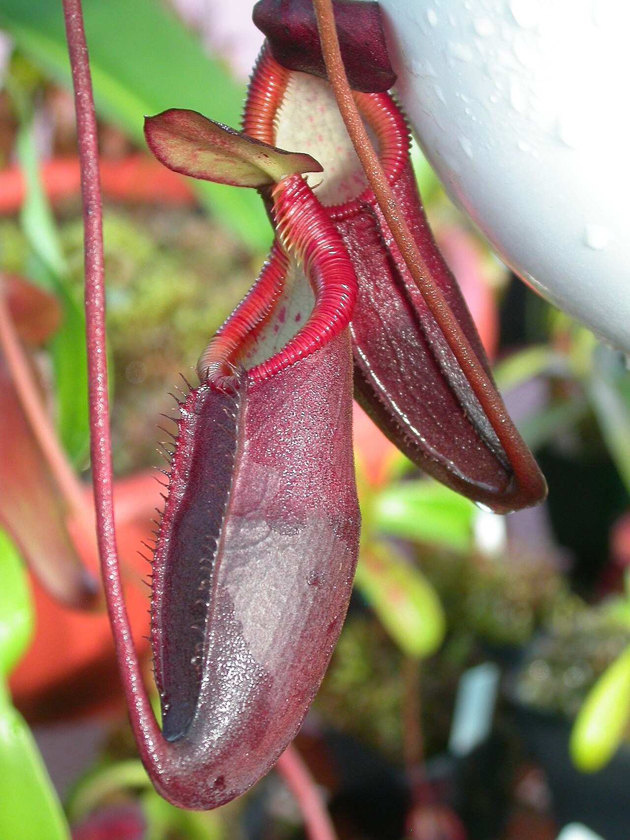 Nepenthes diatas