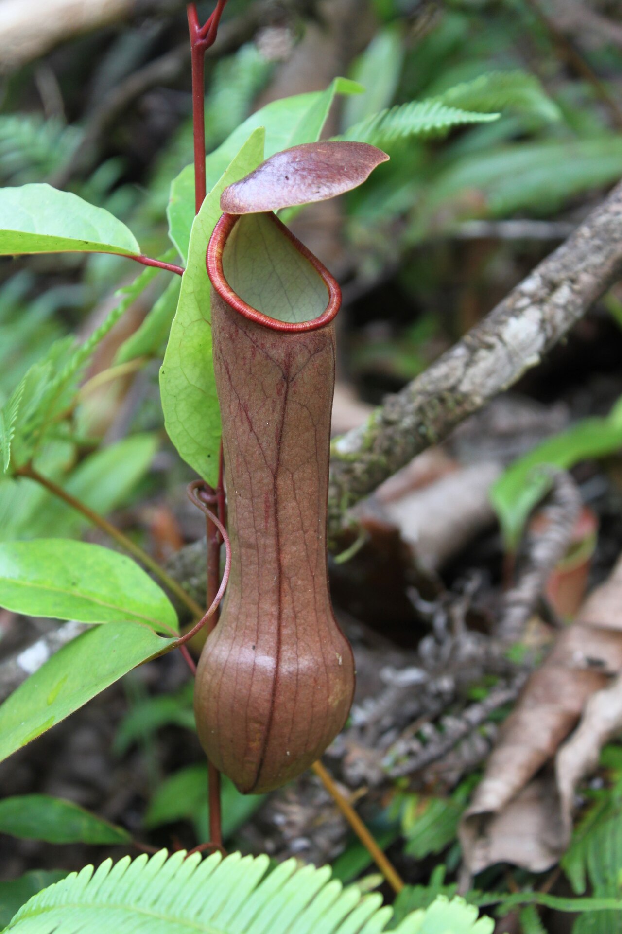 Nepenthes distillatoria