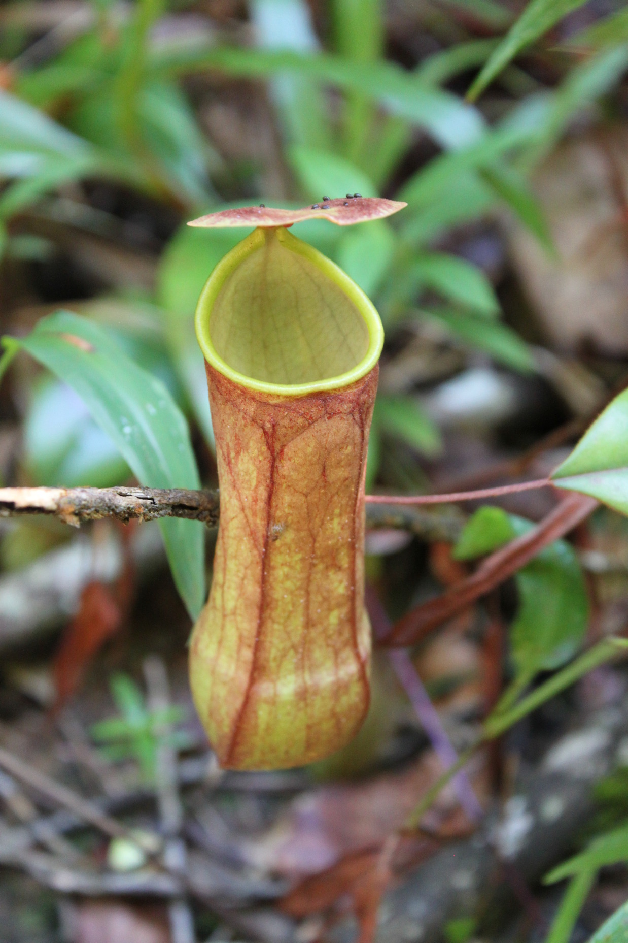 Nepenthes distillatoria — de val van dichtbij