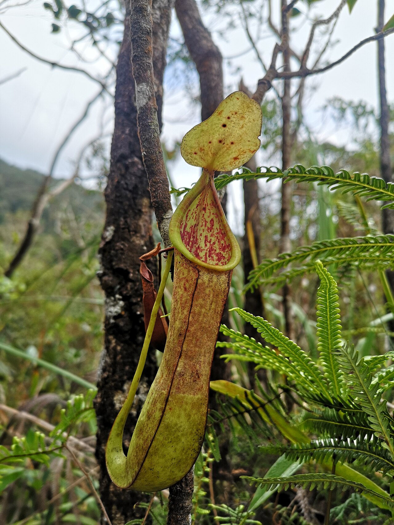 Nepenthes domei