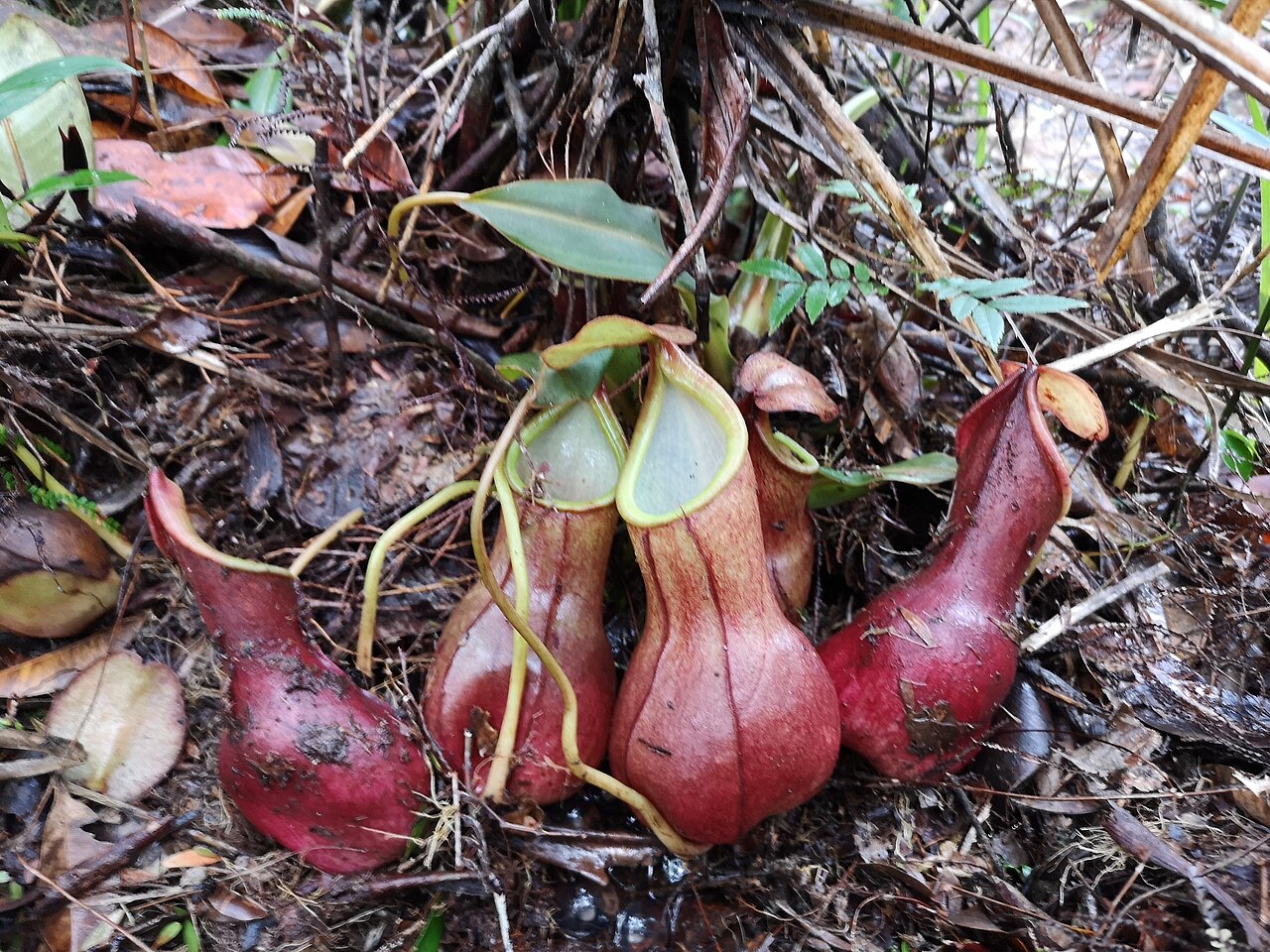 Nepenthes domei — the trap in close-up