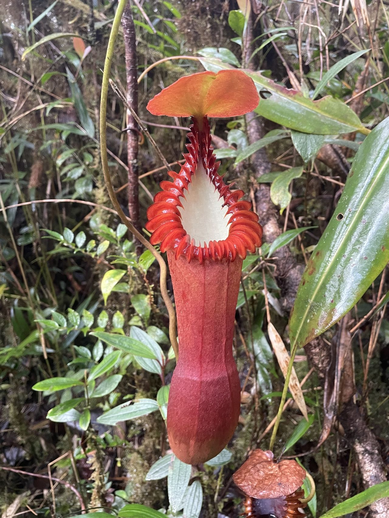 Nepenthes edwardsiana