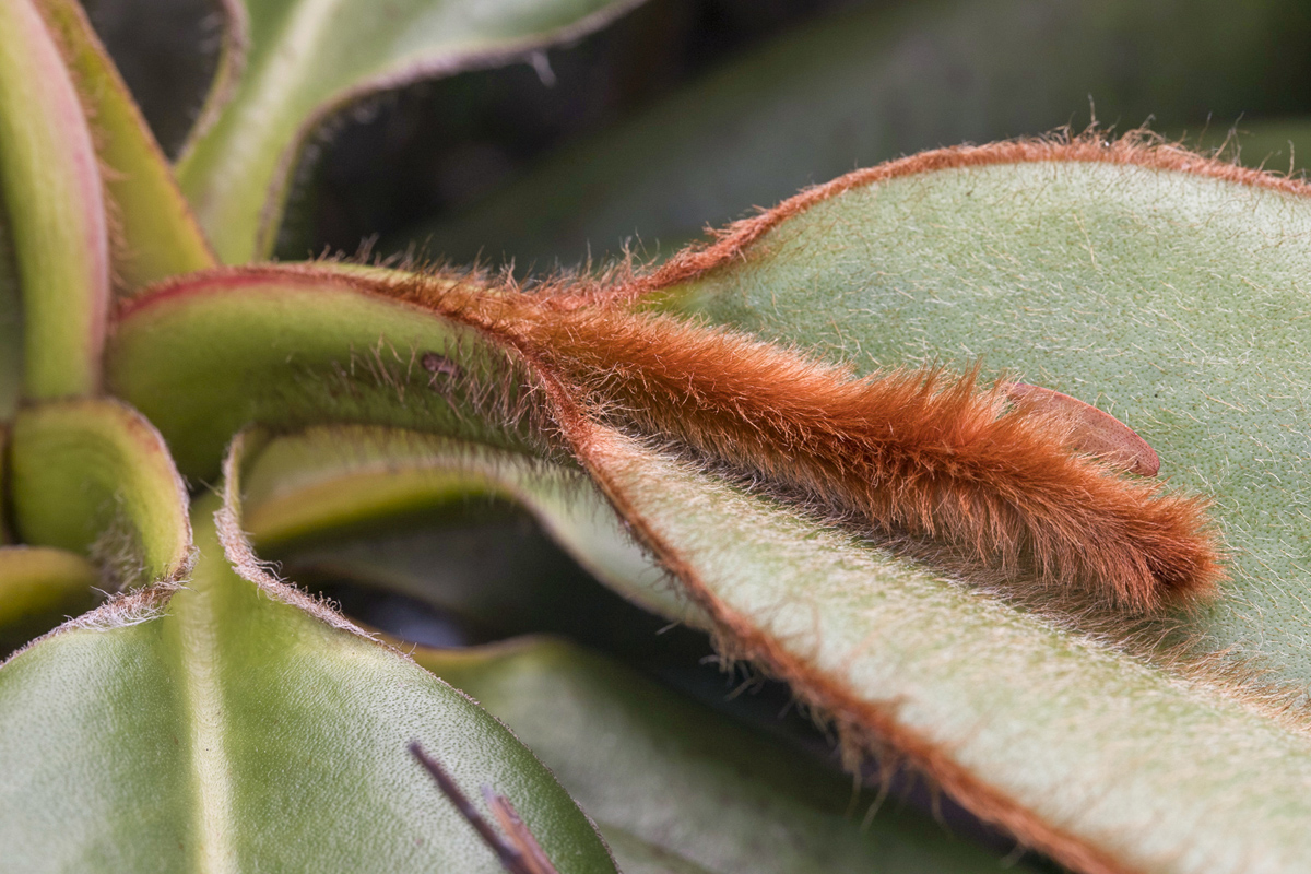 Nepenthes erucoides