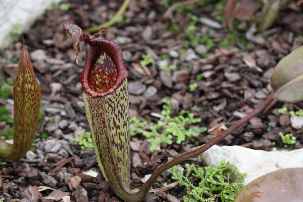 Nepenthes eymae — de val van dichtbij