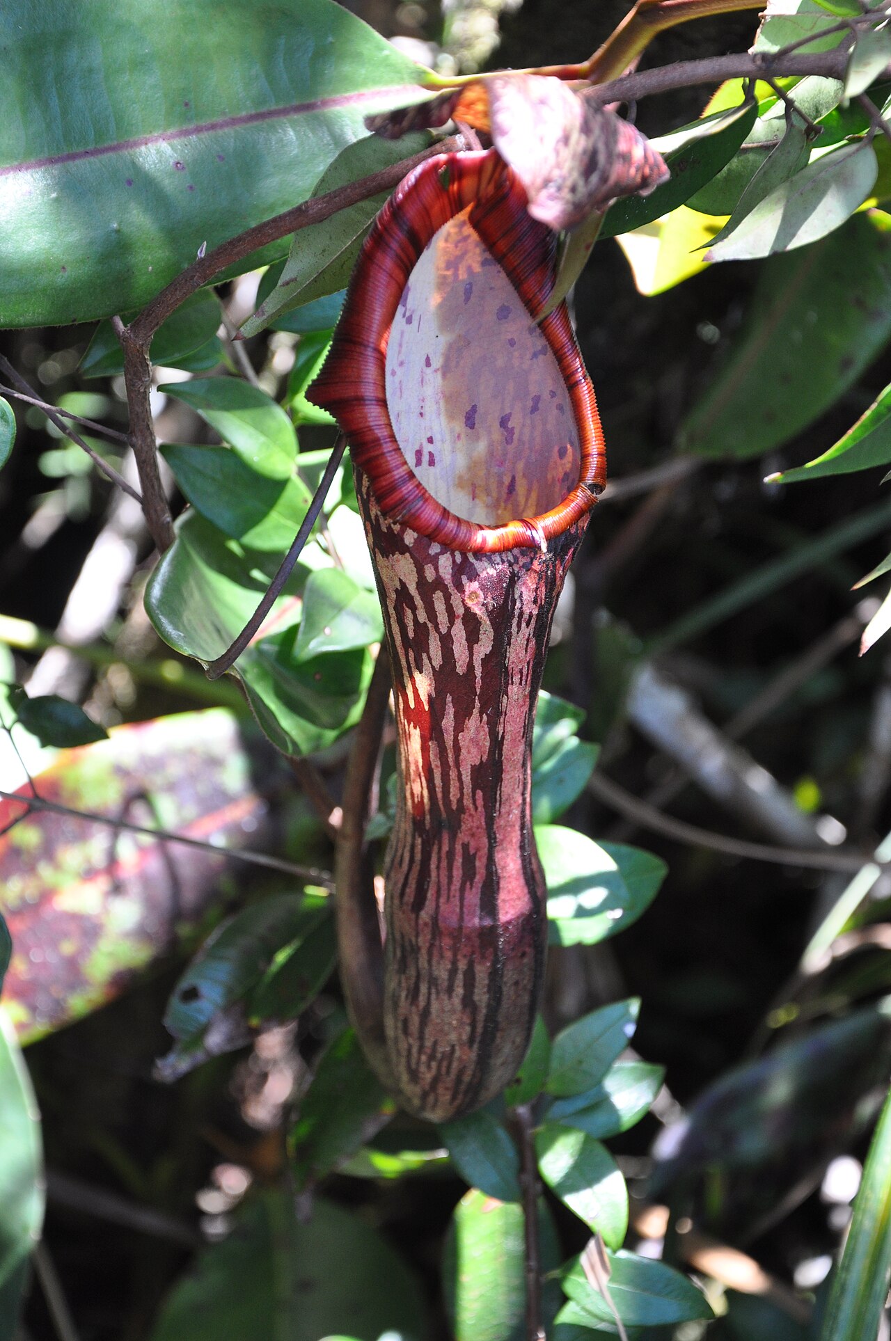 Nepenthes faizaliana