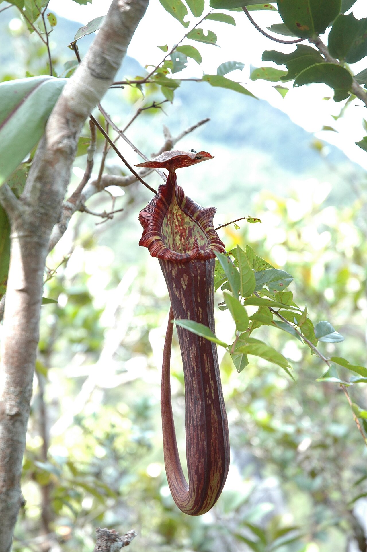 Nepenthes faizaliana — de val van dichtbij