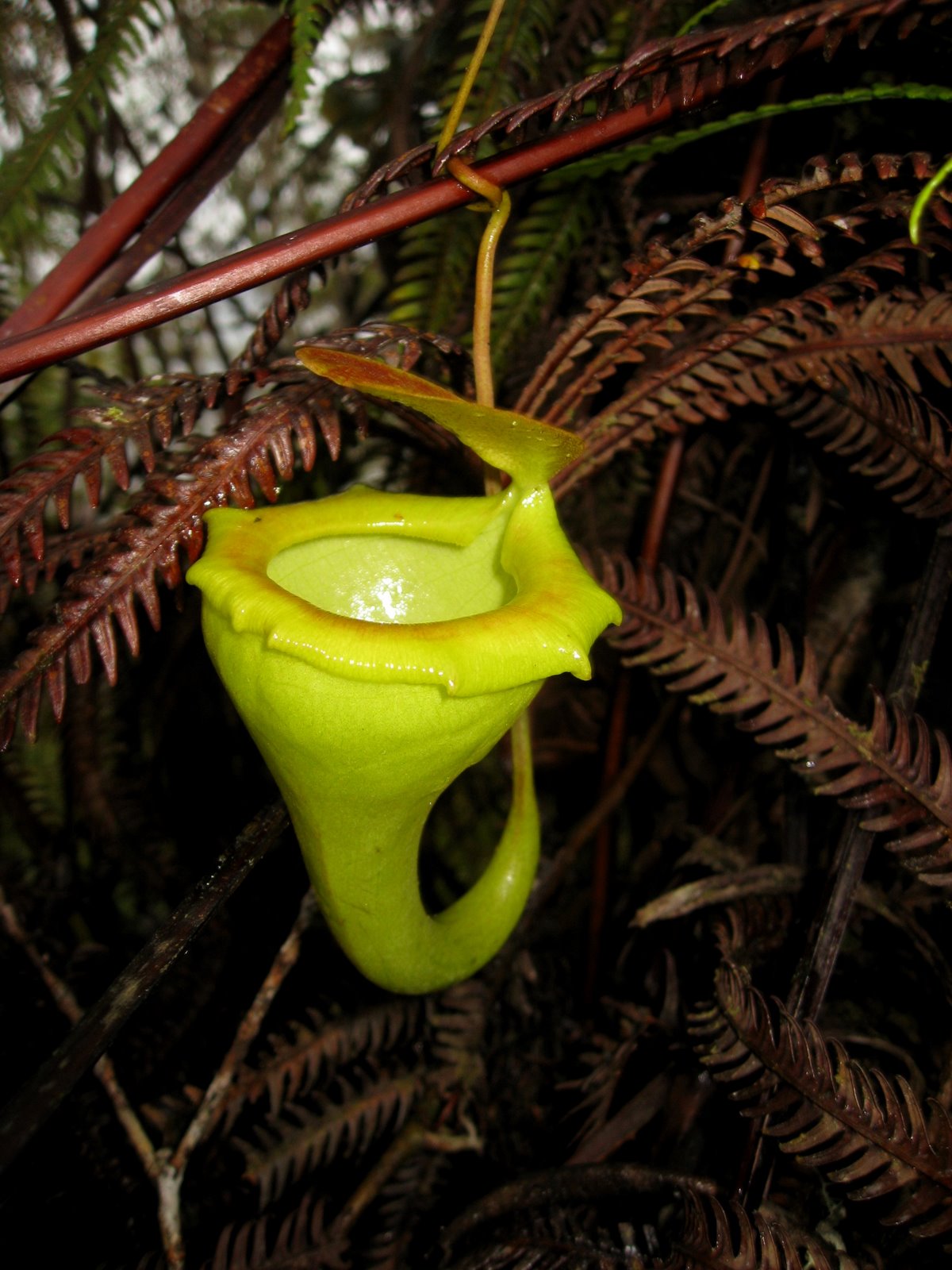 Nepenthes flava