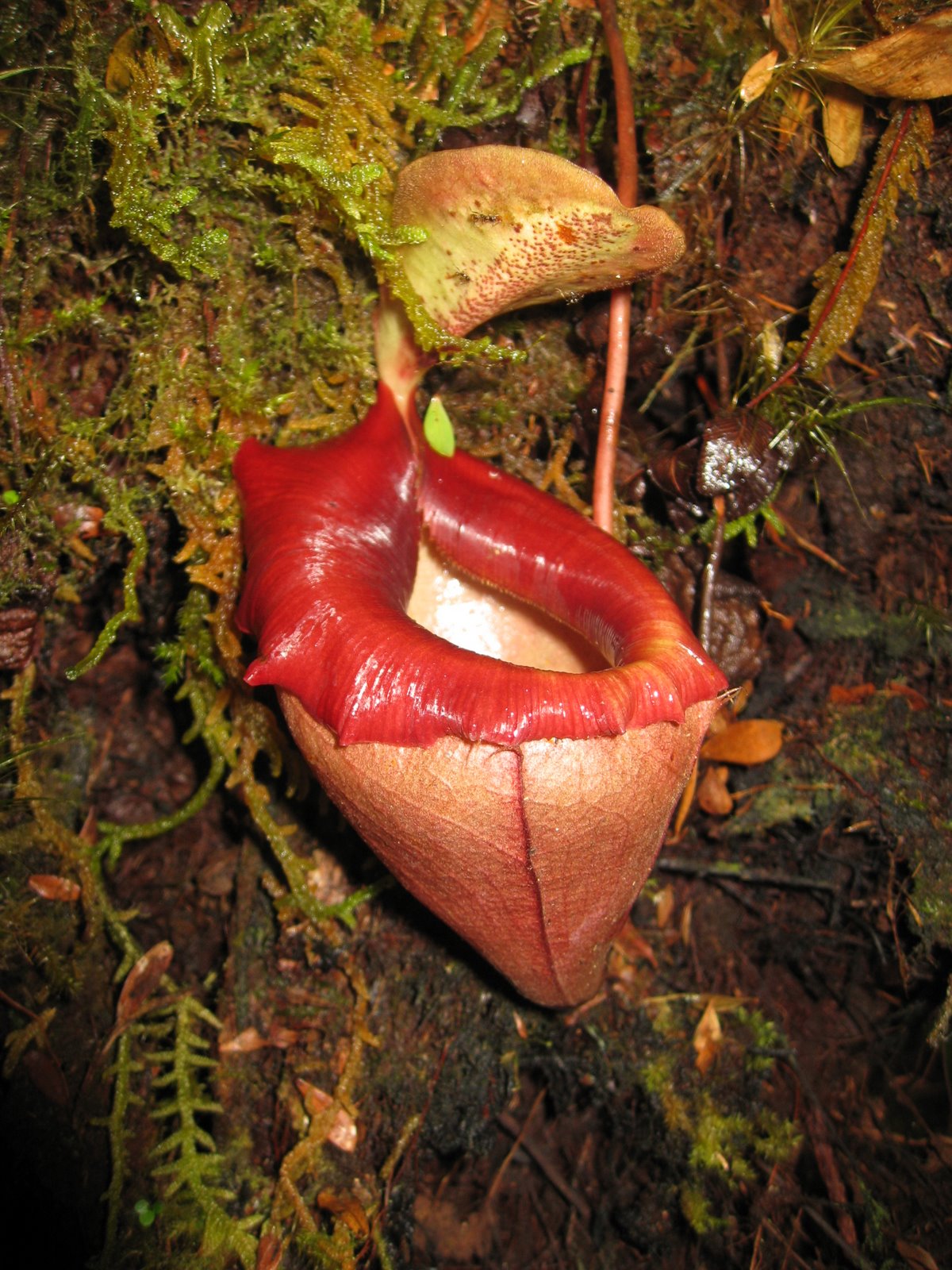 Nepenthes flava — de val van dichtbij