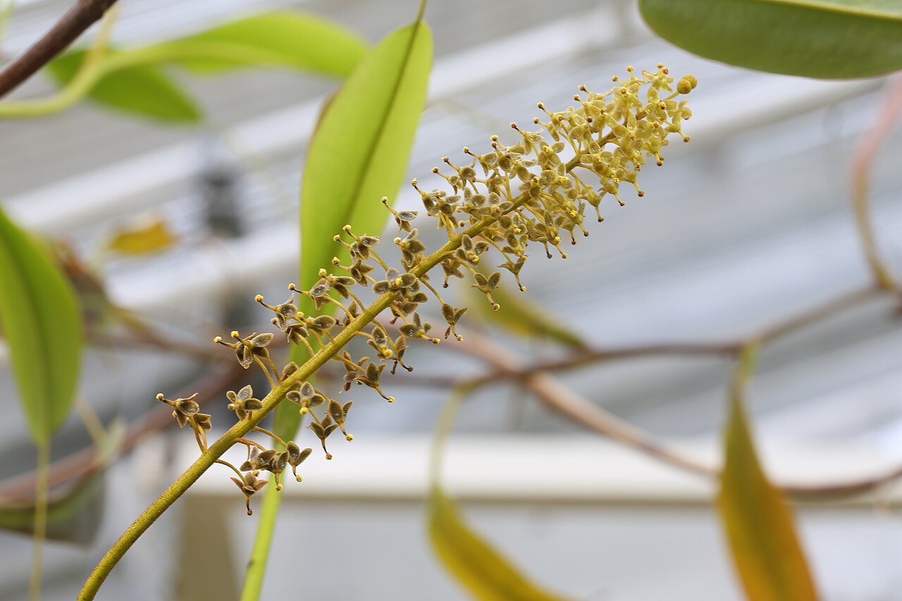 Nepenthes fusca — de bloem