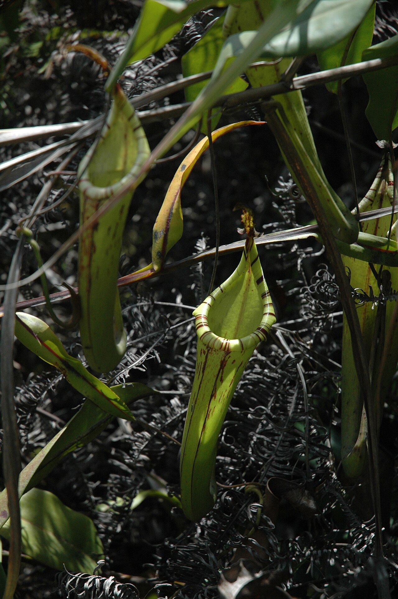Nepenthes fusca