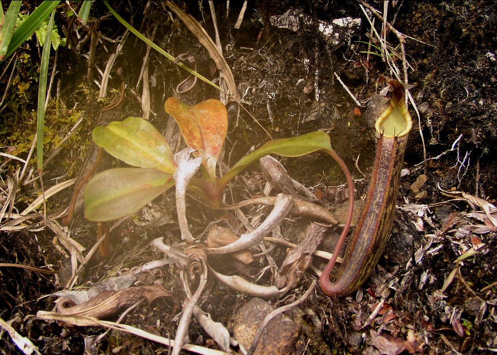 Nepenthes fusca — de standplaats