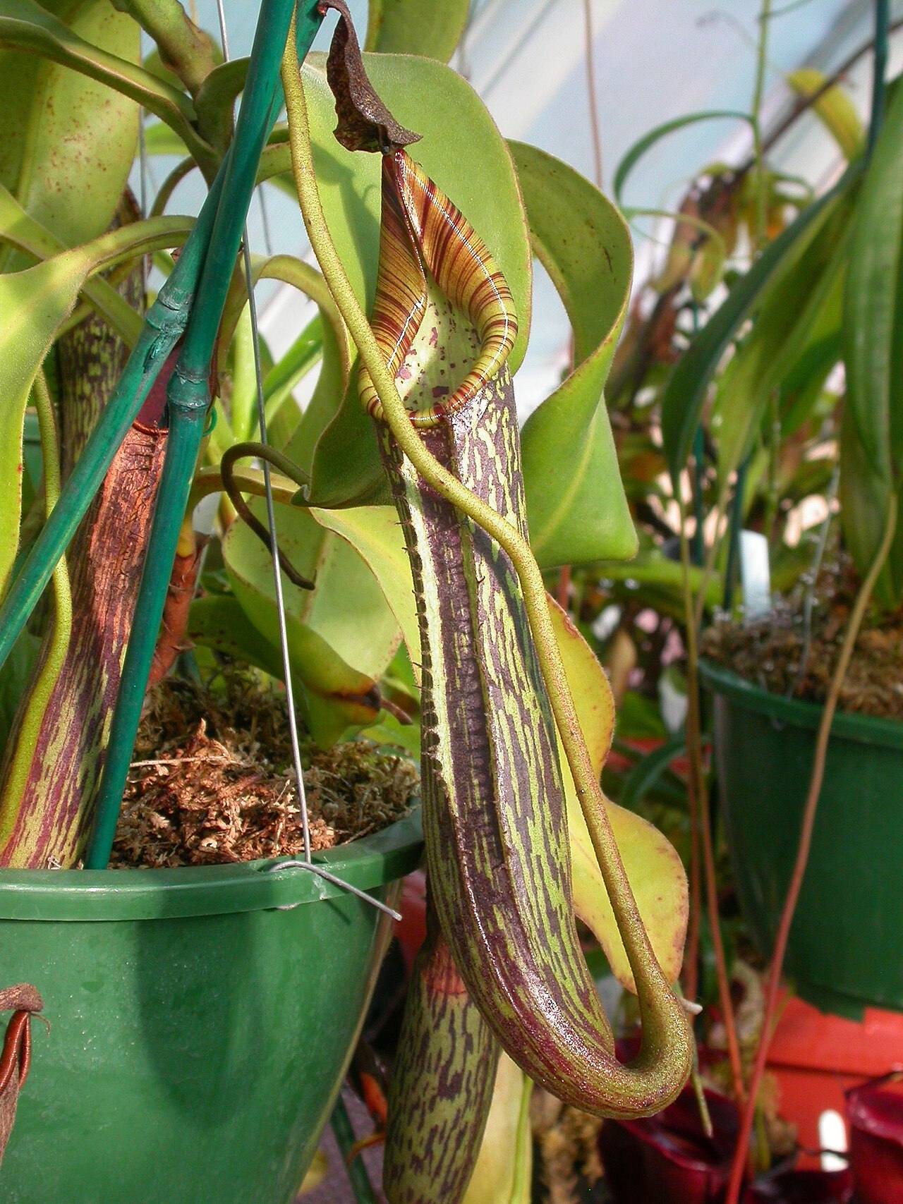 Nepenthes fusca — de val van dichtbij