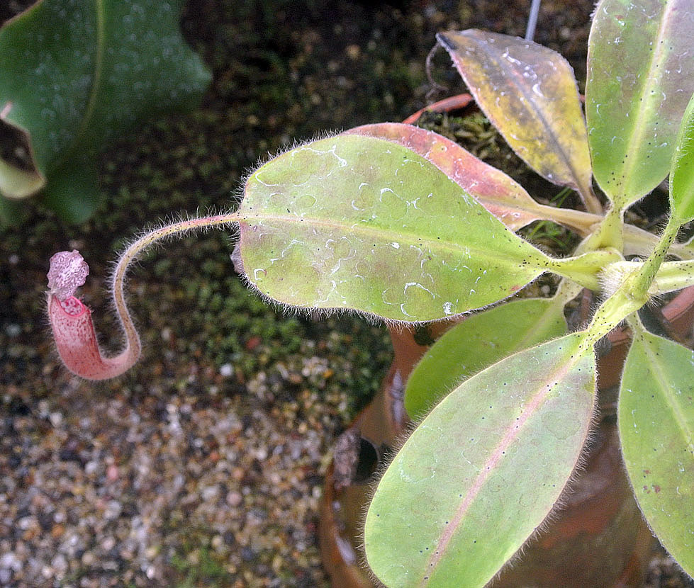 Nepenthes glandulifera — de val van dichtbij