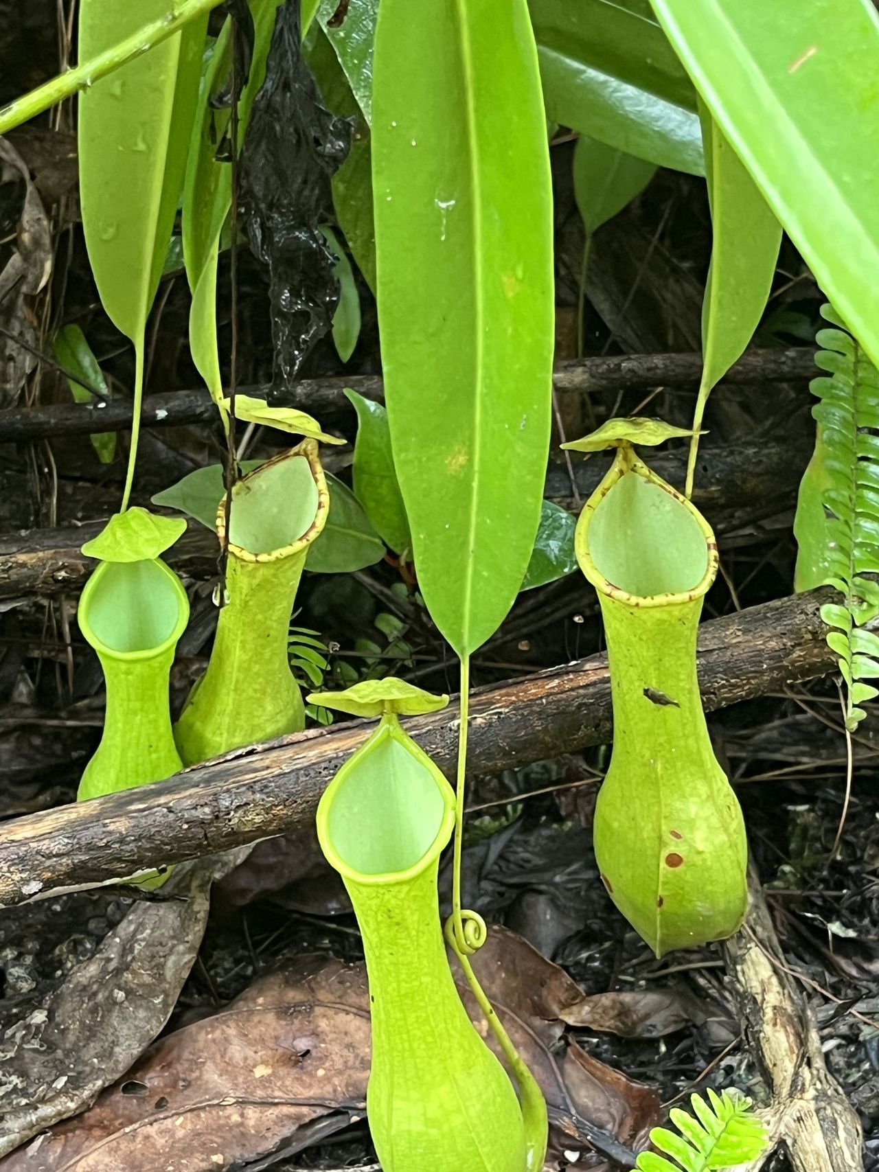 Nepenthes graciliflora