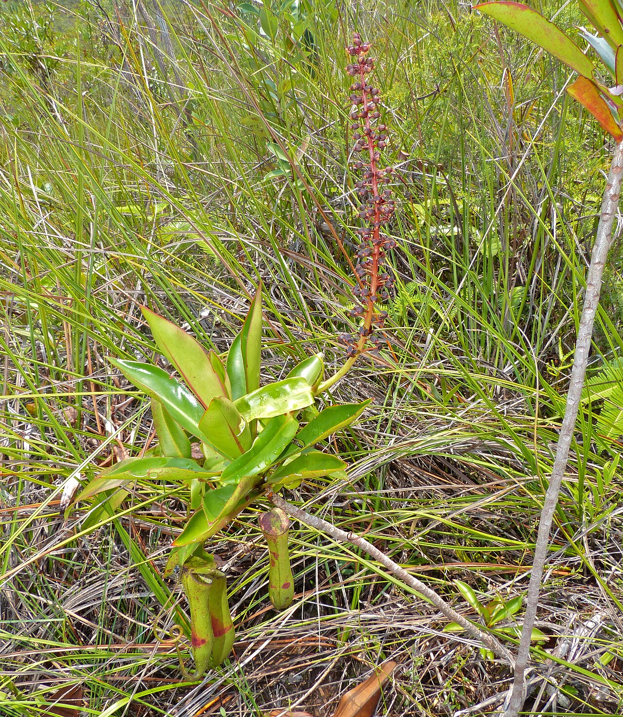 Nepenthes gracilis — the flower