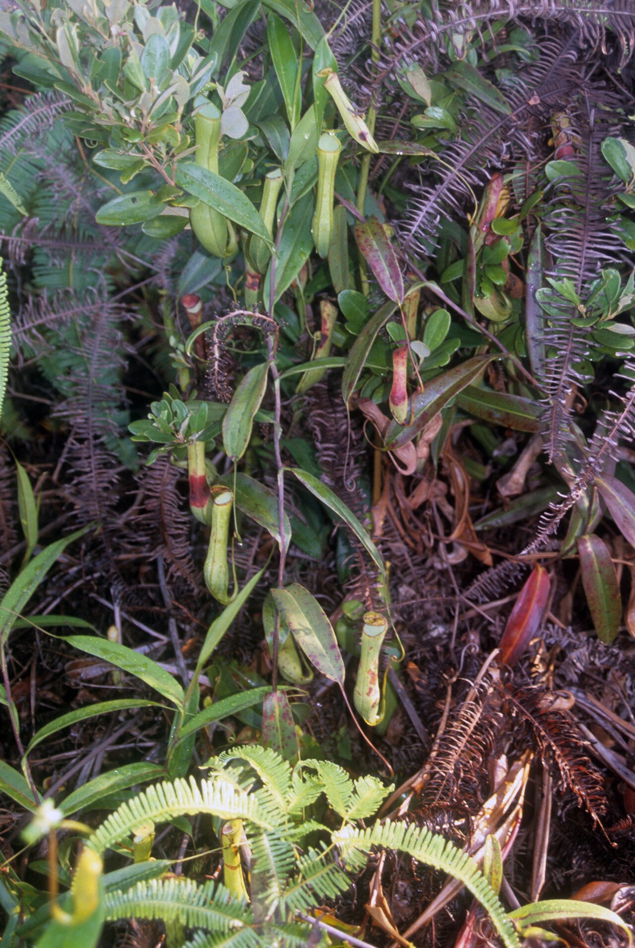 Nepenthes gracilis — the habitat
