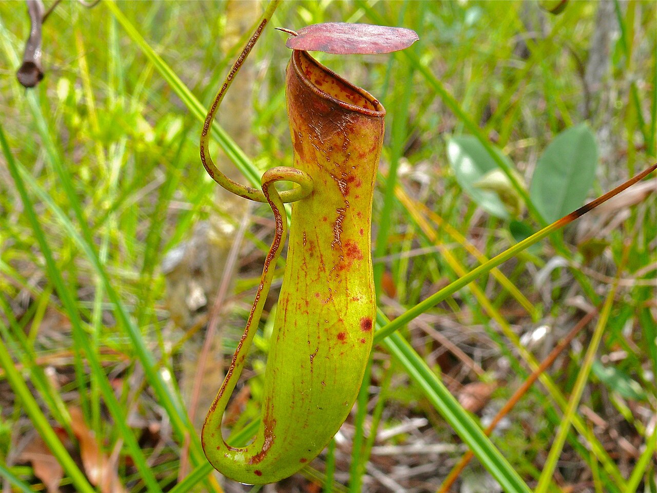 Nepenthes gracilis — the trap in close-up