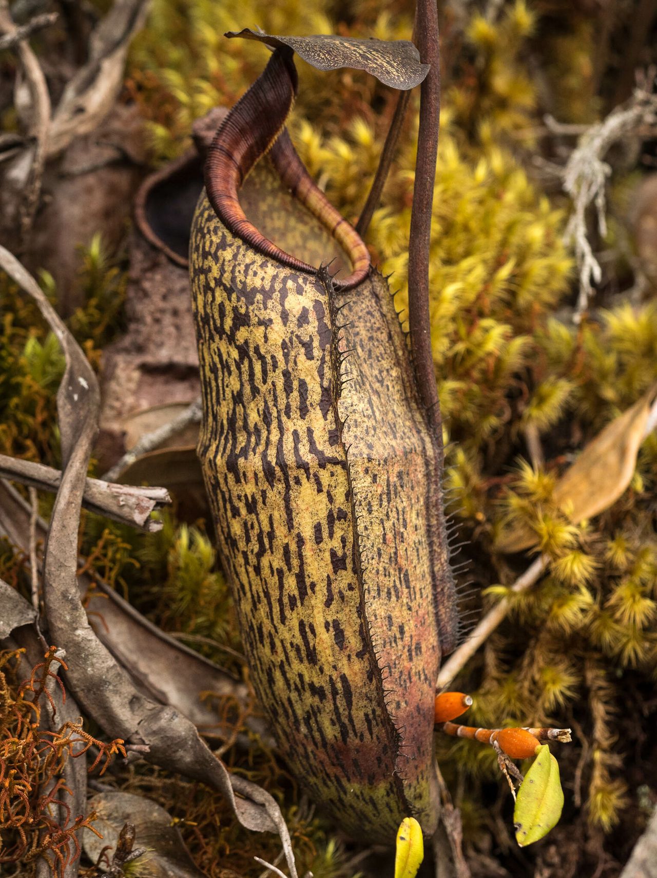 Nepenthes gracillima