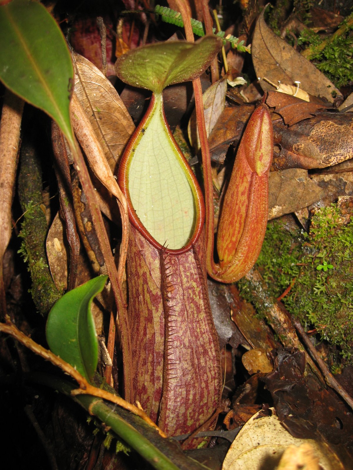 Nepenthes gymnamphora