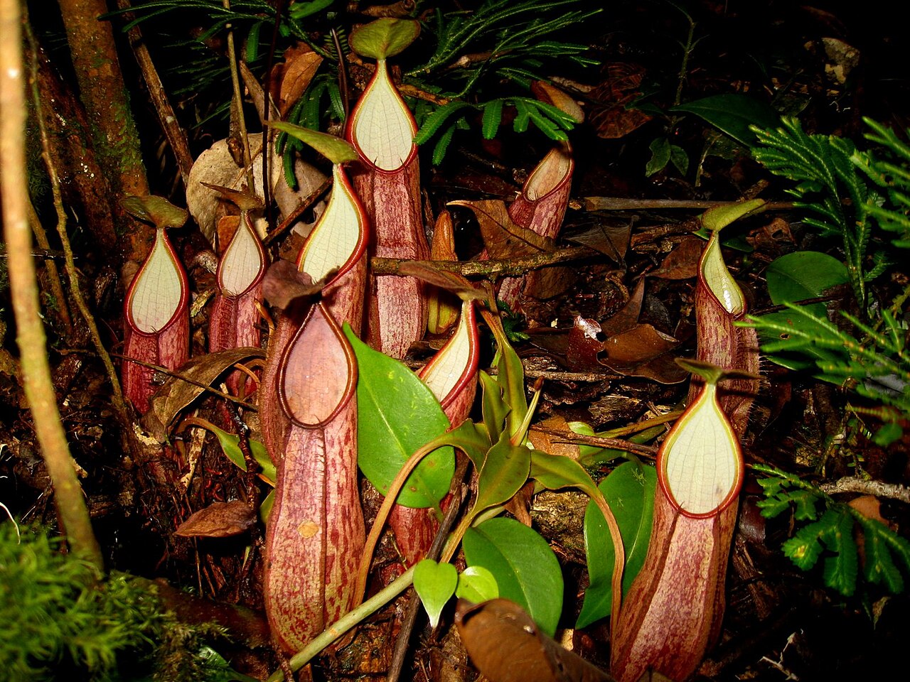Nepenthes gymnamphora — el hábitat